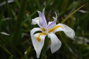 vit blommande sibirisk irisblomma i en trädgård foto