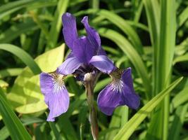 vacker blommande sibirisk iris blomma blomma blomning foto