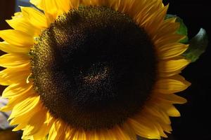 lysande närbild titta på en blommande solrosblomma foto