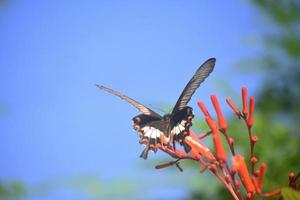 ganska gul jätte swallowtail sitter på en blomma foto