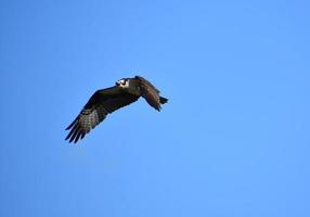 fjädrar på vingar av en fiskgjuse spridda under flykten foto