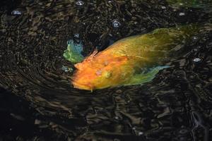 fantastisk orange koi fisk som blåser bubblor i en damm foto