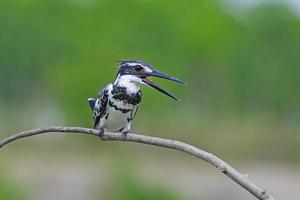 manlig pied kingfisher