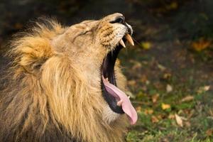 trött manlig lejon som gäspar. foto