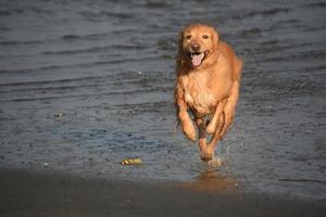 söt våt gyllene hund som har slut på vatten på stranden foto