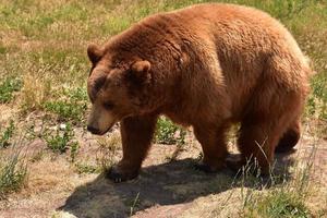 fantastisk närbild på en brun svart björn foto