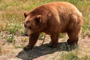 fantastisk närbild av en brun svart björn foto