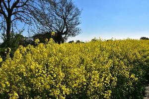 rapsfröfält av blommor som blommar på en vårdag foto