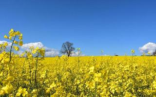 underbara fält av blommande gula rapsfrö foto