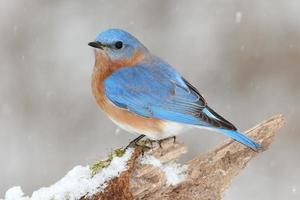 manlig östra blåfågel i snö foto