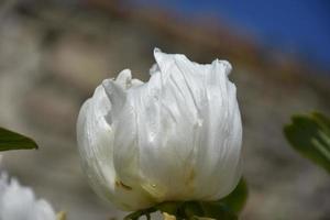 närbild titta på en blommande vit pion foto