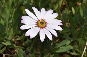 fantastisk närbild titta på en fantastisk blek lila aster blomma foto