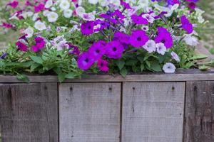 trästaket med blommor foto