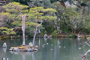 japansk trädgård vid berömda kinkakuji foto