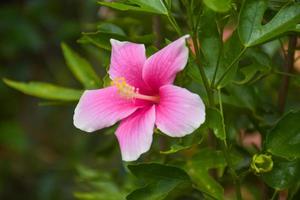 rosa hibiskusblommor blommar och deras kronblad foto