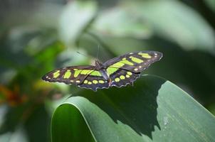 vacker svart och grön tropisk malakitfjäril foto