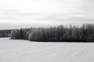 snödrivor på vintern foto