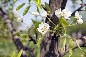 blommande träd - de vita blommorna som har dykt upp på ett fruktträd foto