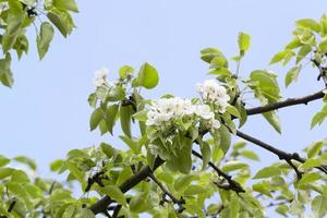 blommande träd, närbild foto