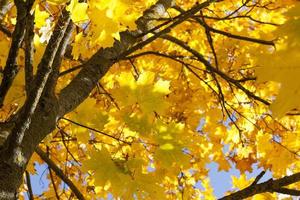 gulnade lönnträd på hösten foto