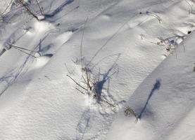 snödrivor på vintern foto