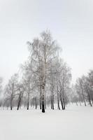 träd på vintern foto