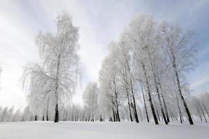 träd på vintern foto
