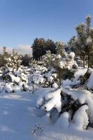 granskog, vintersäsong foto