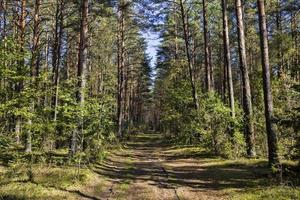 vägen bland skogen foto