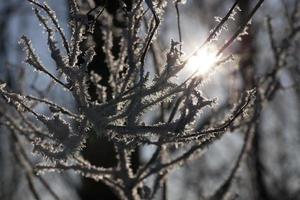 frost på grenarna på ett träd foto