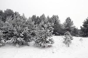 snödrivor på vintern foto