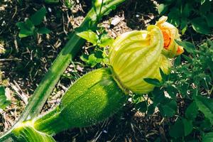 odla zucchini i växthus. unga färska gröna grönsaker närbild. foto