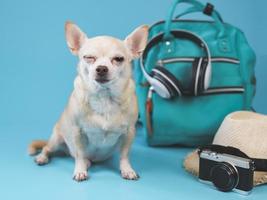 söt brun kort hår chihuahua hund sitter på blå bakgrund med resetillbehör, kamera, ryggsäck, hörlurar och stråhatt. blinkar med ögat. reser med djur koncept. foto