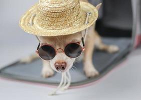 brun chihuahua hund bär solglasögon och halmhatt sitter framför resenären husdjur bärväska på vit bakgrund, tittar på kameran, isolerade. säker resa med djur. foto
