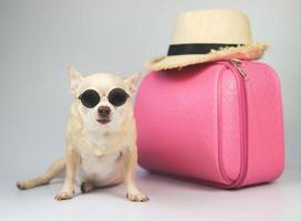 söt brun kort hår chihuahua hund bär solglasögon sitter på vit bakgrund med resetillbehör, rosa resväska och stråhatt. foto