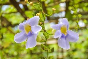 den vita thunbergia grandiflora blommade med vackra hängande i trädgården. foto