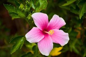 rosa hibiskusblommor blommar och deras kronblad foto