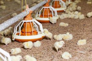 genetiskt modifierad kyckling med vitt kött foto
