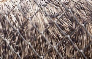 detaljer av fjäder emus fjädrar foto