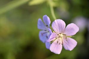 lila blommor av äng pelargon närbild. geranium pratense. foto