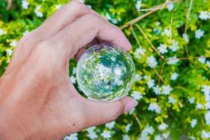 lins kristallkula fotografering av taiwan skönhet vit blomma växt premium foto