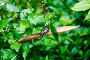 vacker fjäril parantica aglea svartvit färg mitt i skogen premiumfoto foto