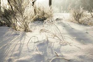 vit nysnö foto