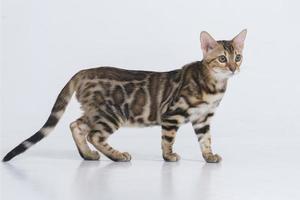 charmig bengal katt poserar i en fotostudio foto