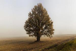 europeisk höst, fält foto