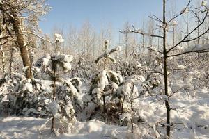 vintertid, skog foto