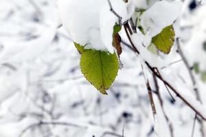 ungskog på vintern foto