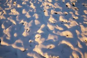 snödrivor, på vintern foto