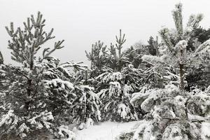 vintersäsong, skog foto