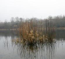 skog under hösten foto